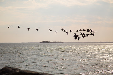 flock of seagulls