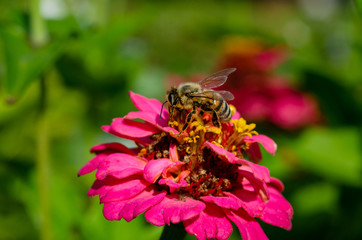 A bee pollinating a zinnia flower