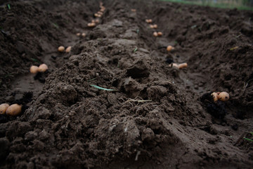 Potatoes in a dug pit for planting. Traditional spring farm work. Close-up.