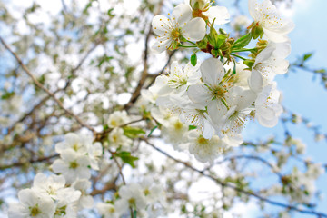 White cherry blossoms on a branch