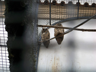 Two great horned owls sitting high on a branch in a cage