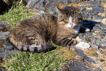 Naklejka na ściany i meble A cat with a scratch on its nose is lying on the grass