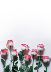 Beautiful bouquet of blooming long stem pink roses  on white background. Top view