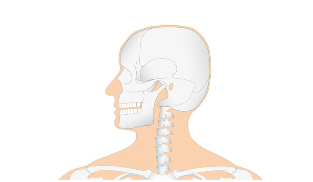 Anatomie - menschliches Skelett - Schädel