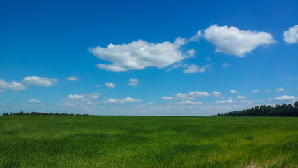 Green field with young shoots against the blue sky.