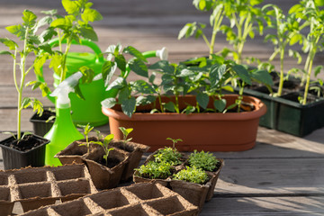 A woman is engaged in vegetable growing. Concept of self isolation during a pandemic COVID-19. Growing seedlings and vegetables provide themselves with products on their site. ECO food.