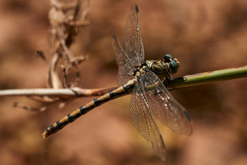 Libélula en Rama Alas Abiertas