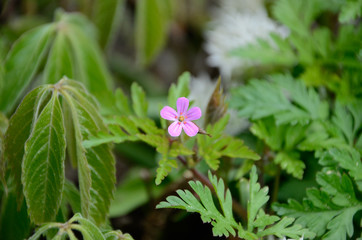 Wild geranium closeup in spring