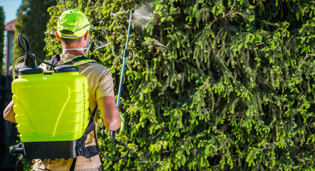 Caucasian Male Worker Spraying  Insecticide On Pine Tree. - obrazy, fototapety, plakaty