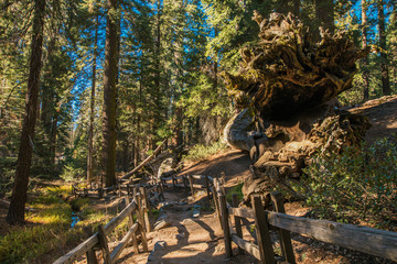 Hiking Trail In Sequoia National Park.