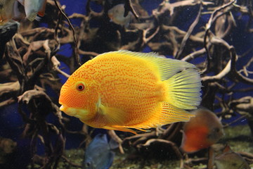 Bright yellow fish underwater on a background of roots
