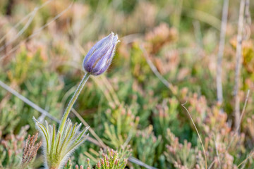 Purple prairie crocus just about to open among wild grasses in Saskatchewan, Canada