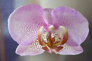 Magic orchid flower