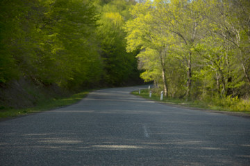 asphalt road and green trees