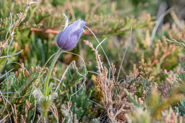 Purple prairie crocus just about to open among wild grasses in Saskatchewan, Canada
