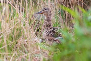 Wild duck with its little ducklings