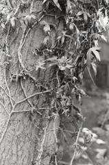tree and vine