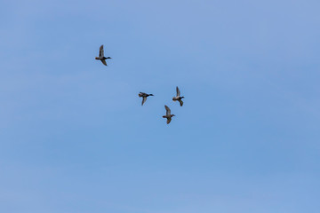 A wild duck flies in sunny weather