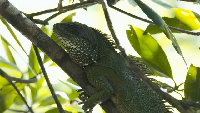 Closeup shot of the Chinese Water Dragon at Khao Yai national park, Thailand.