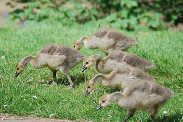 ducklings in a row. one duckling not in a row, on the grass on a sunny day