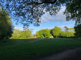 Line of trees lit up by sunlight at sunset. On Chorleywood Common, Hertfordshire, England, UK on 7th May 2020.