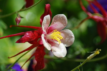 Red and Pink Fuscia in bloom with water droplets on a sunny day with green as background