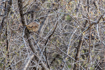 A white-crowned sparrow perched on a budding tree branch