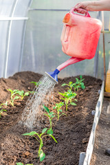 Metal watering can used to water the green grass