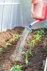 Metal watering can used to water the green grass