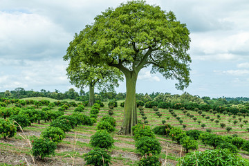 Fototapeta na wymiar tree in mango plantation