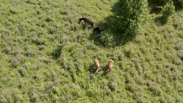 Wild horses with colts graze on meadow with trees. Drone view.