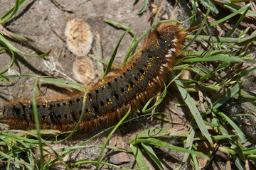 Caterpillar of a large butterfly of the cocoonweaver family - Herbal cocoonweaver (lat. Euthrix potatoria).