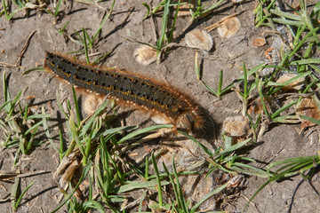 Caterpillar of a large butterfly of the cocoonweaver family - Herbal cocoonweaver (lat. Euthrix potatoria).