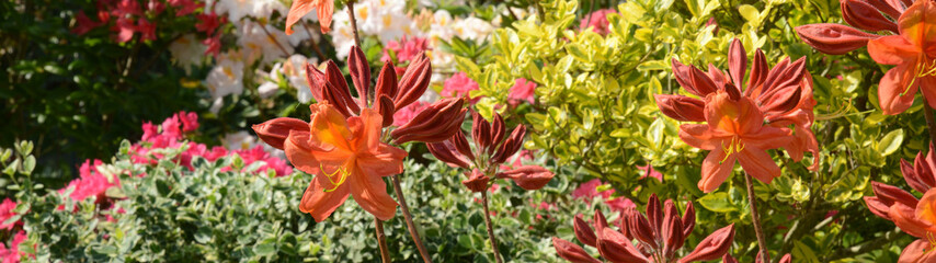 Fototapeta premium Blumen 1201