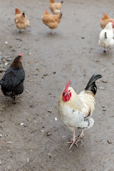 Farming, free-range chickens in the yard in the summer