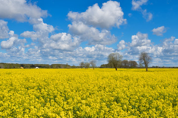 Yellow rapeseed field in spring and beautiful clouds on a blue sky.