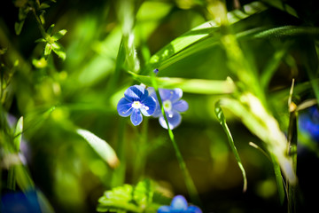 forget me not flowers