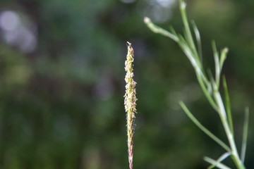 Gras