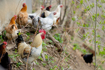 A flock of chickens roam freely in a lush green paddock