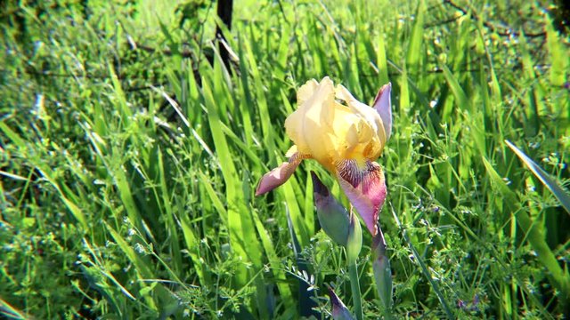 A Lone Iris Bloom Moves in the Breeze