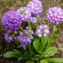 Primula denticulata purple in springtime. Pink Primula denticulata (Drumstick Primula) in garden