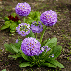 Primula denticulata purple in springtime. Pink Primula denticulata (Drumstick Primula) in garden