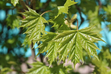 fresh green maple leaves in spring against a blue sky