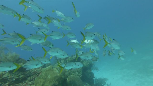 School of fish swimming near coral reef in blue marine sinkhole, aquatic animals in undersea - Great Blue Hole, Belize