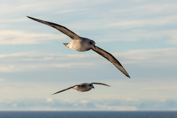 Northern Fulmar flying above Arctic sea on Svalbard.