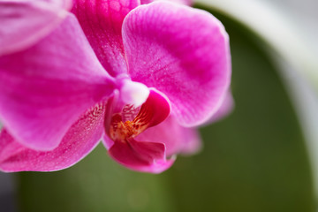 Home flower, Beautiful violet phalaenopsis orchid, close up