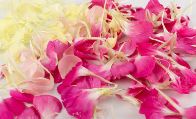 Pink Carnation Petals Texture, Dianthus or Schabaud Background