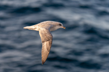 Northern Fulmar flying above Arctic sea on Svalbard.