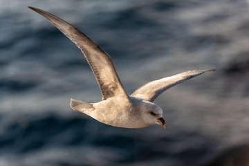 Northern Fulmar flying above Arctic sea on Svalbard.