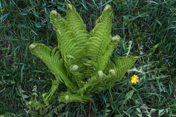 a young green Bush of fern